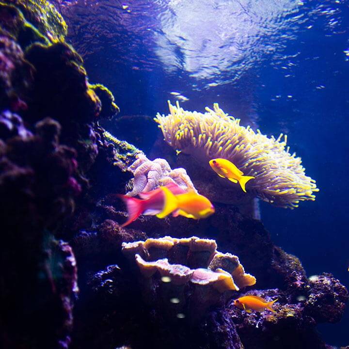 Marine hire for events with a saltwater aquarium.